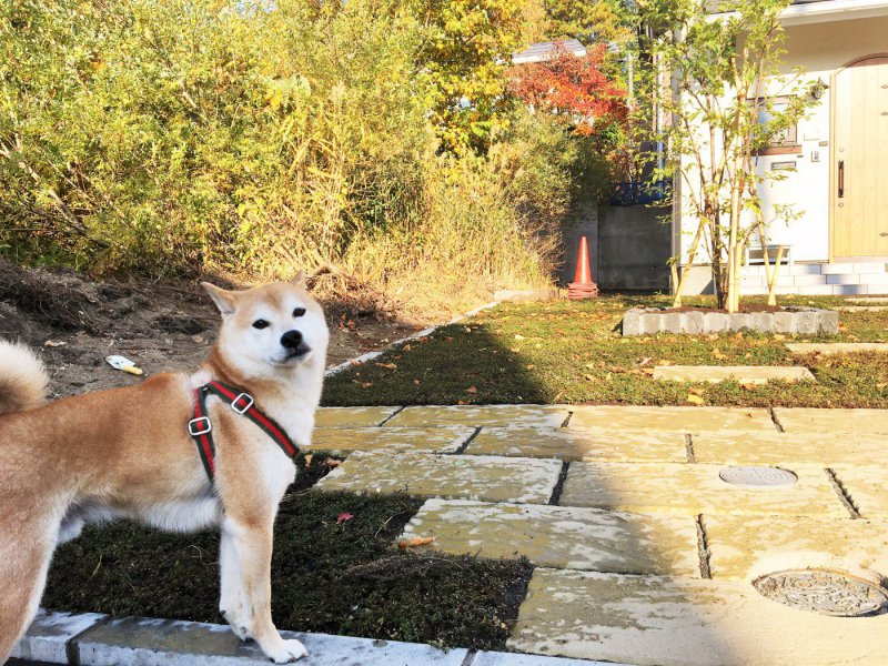 シンボルツリーと犬